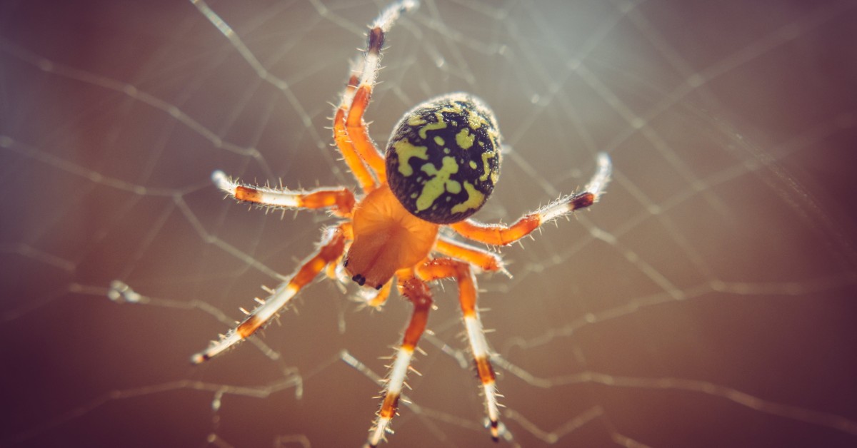 Gibt Es In Deutschland Giftige Spinnen muggergittermacher.de
